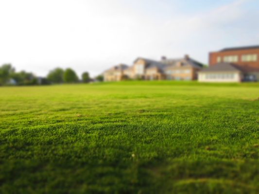 Expert lawn care tips for a happy summer lawn