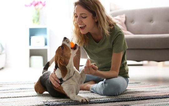 5 Ways to Prepare for a New Furry Companion
