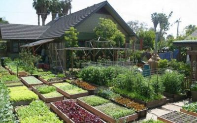 How to Grow 6000 Lbs of Food on 1/10TH Acre