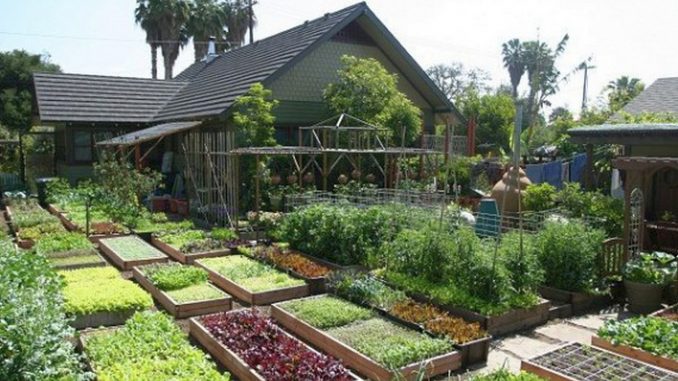 How to Grow 6000 Lbs of Food on 1/10TH Acre