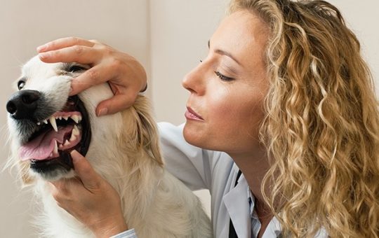 Make Sense of Doggy Dental Care