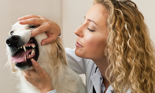 Make Sense of Doggy Dental Care