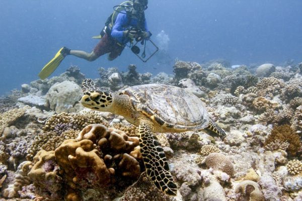 Watching a coral reef die as climate change devastates one of the most pristine tropical island areas on Earth