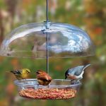 Attract More Birds to Your Backyard