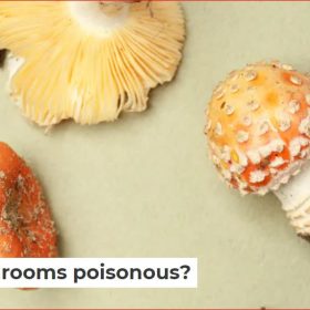 A mushroom is the above-ground part of a fungus. Most of the time, fungi live as threadlike structures called hyphae underground or in materials like wood. For fungi to reproduce, a mushroom must form above ground.