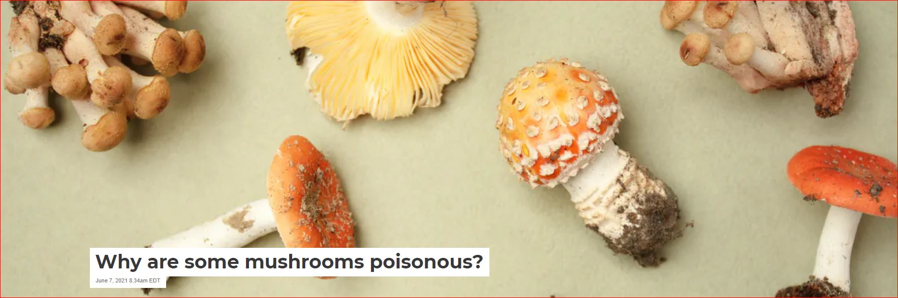 A mushroom is the above-ground part of a fungus. Most of the time, fungi live as threadlike structures called hyphae underground or in materials like wood. For fungi to reproduce, a mushroom must form above ground.