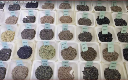 Lentils: A Miracle Of Nutrition Documentary