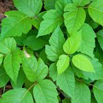 Poison ivy can work itchy evil on your skin – here’s how