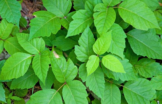 Poison ivy