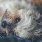 How to Relax My Dog: 15 Hours of Music to INSTANTLY Calm Your Dog!