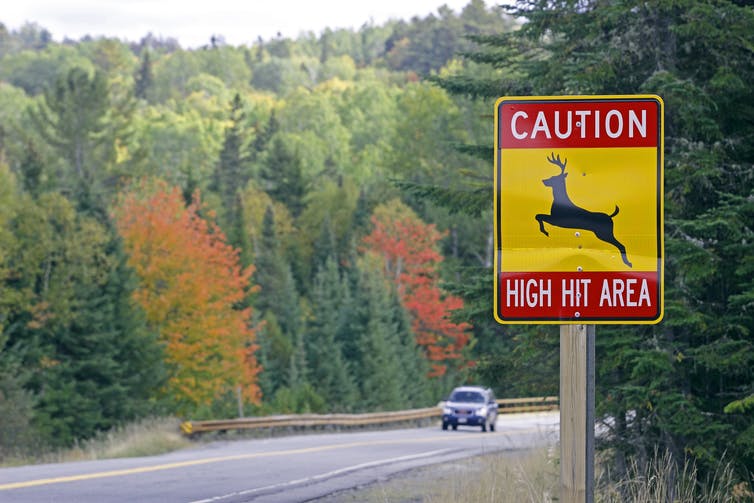 Fall means more deer on the road: 4 ways time of day, month and year raise your risk of crashes