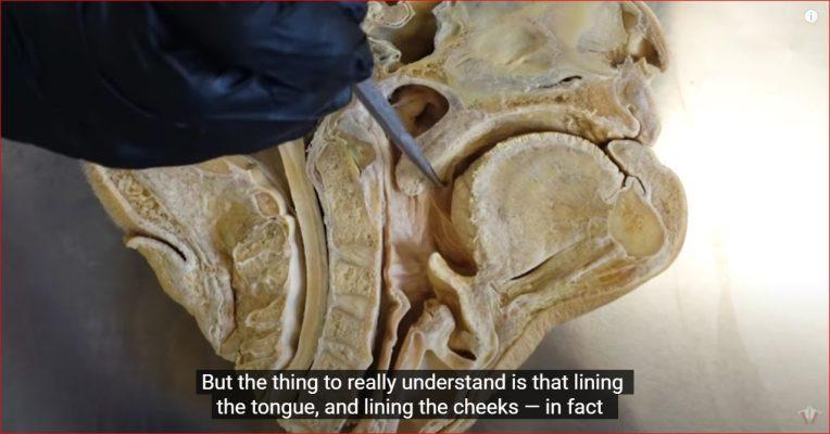 What Alcohol Does to Your Body