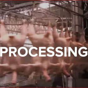 How slaughterhouses kill thousands of chickens an hour